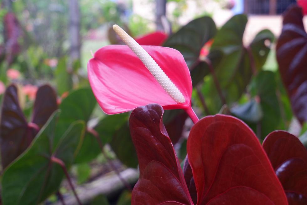 Anturio linden - Anthurium andreanum linden