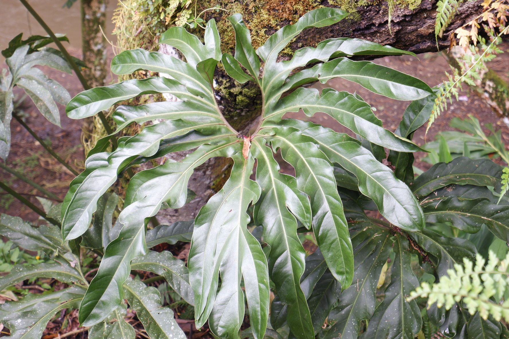 Anturio dedos - Anthurium pedatoradiatum