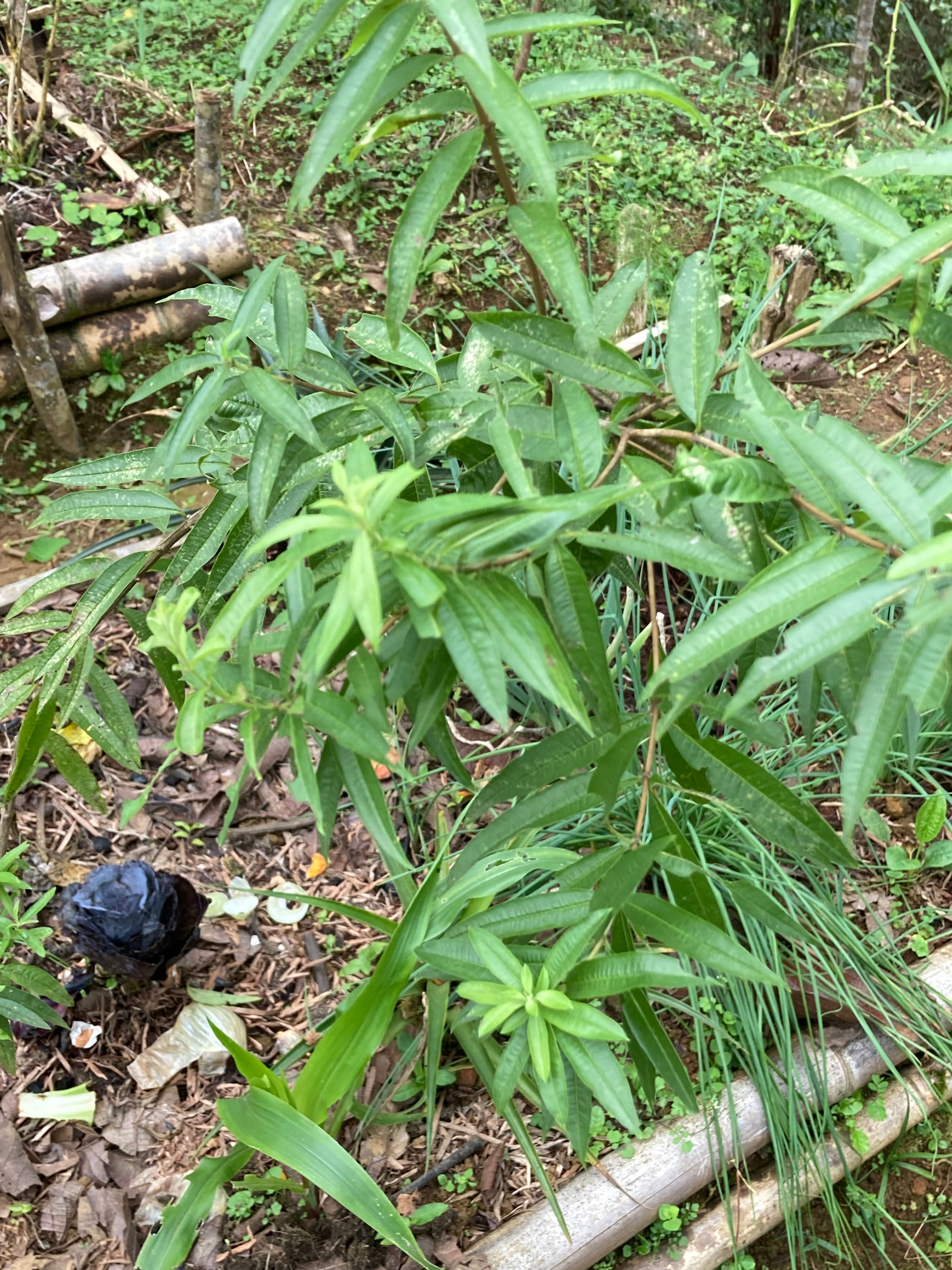 Cedrón - Aloysia citrodora