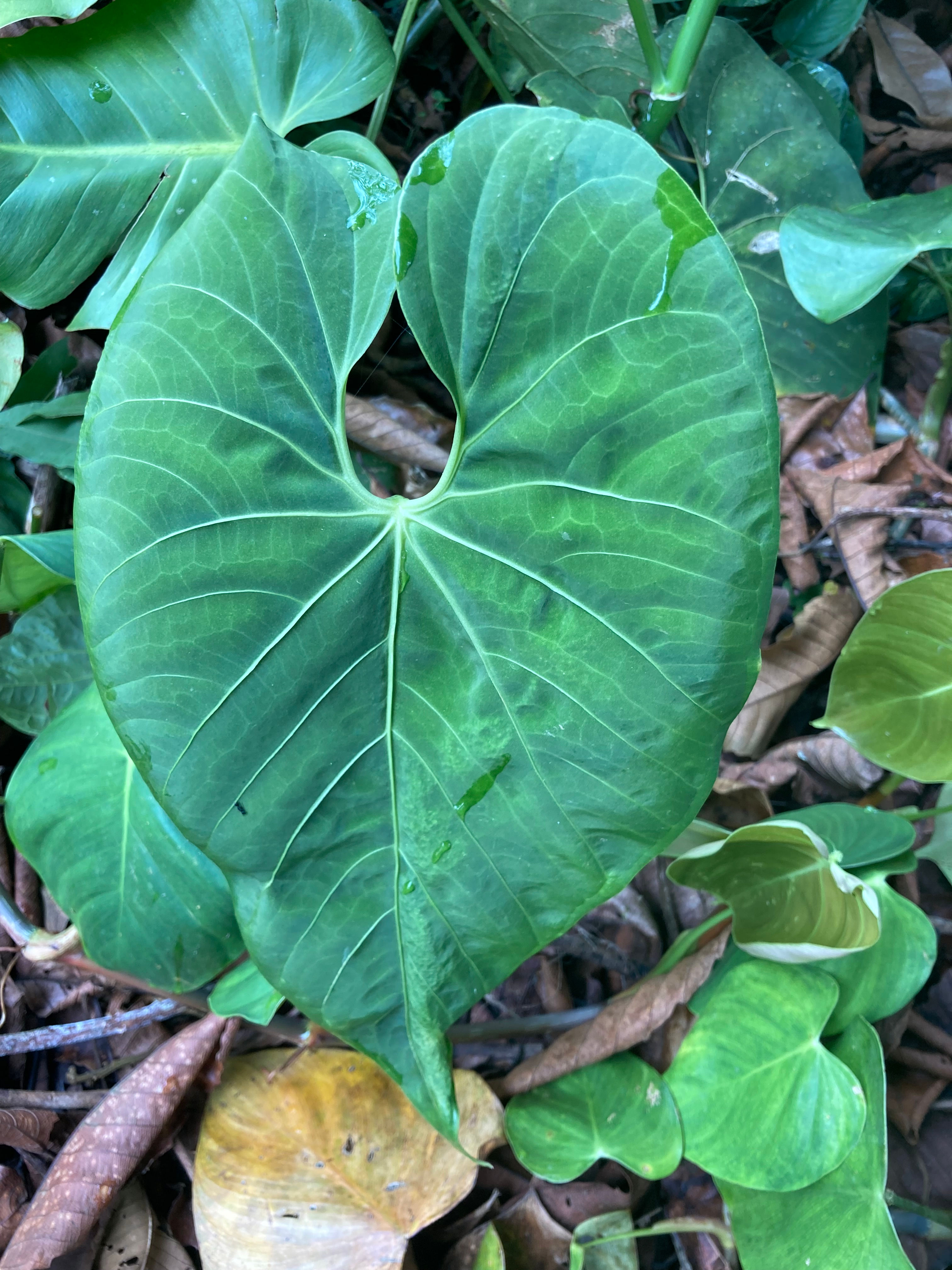 Philodendron variedad - Philodendorn sp