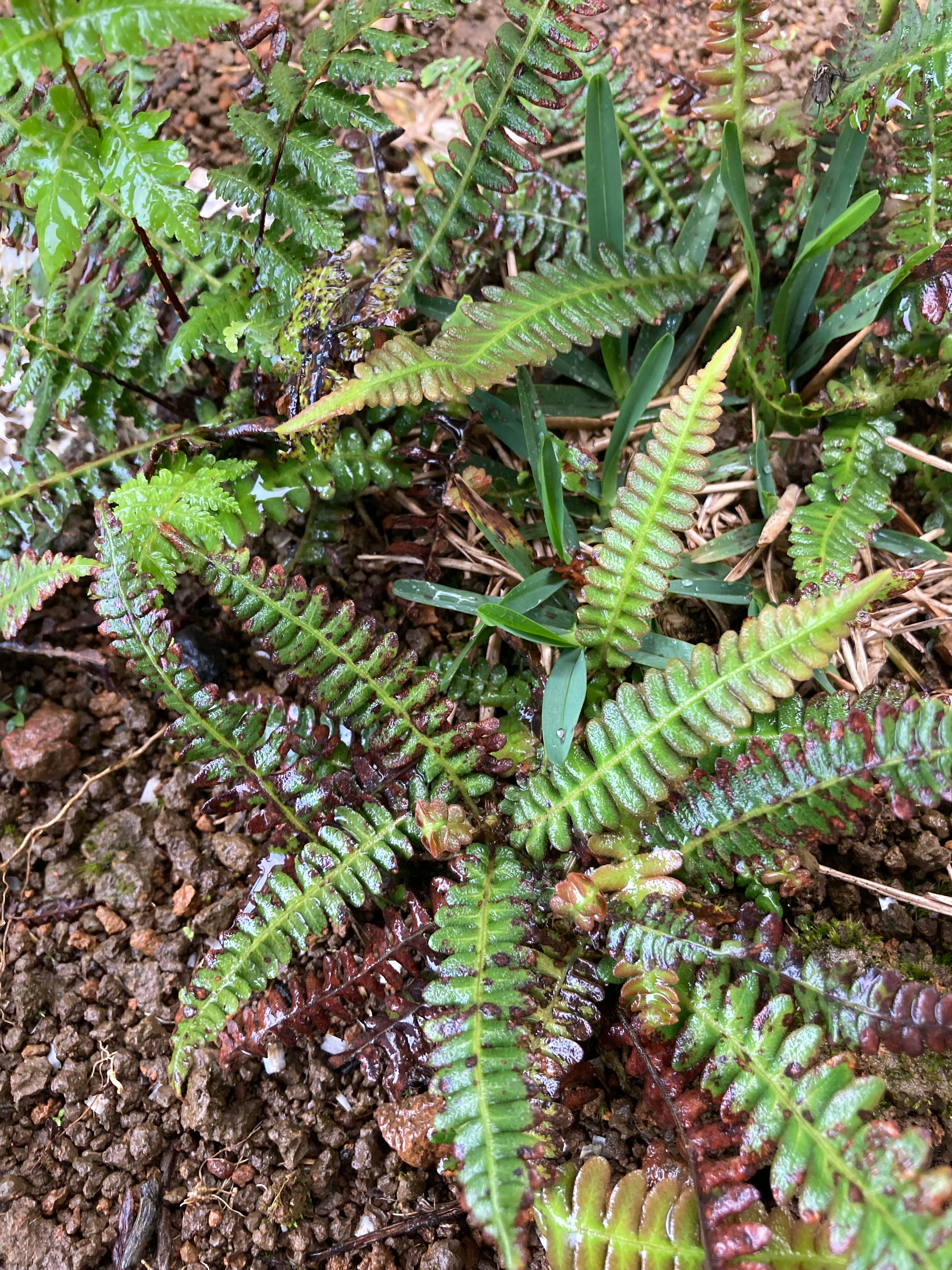 Helecho variedad - Dryopteris