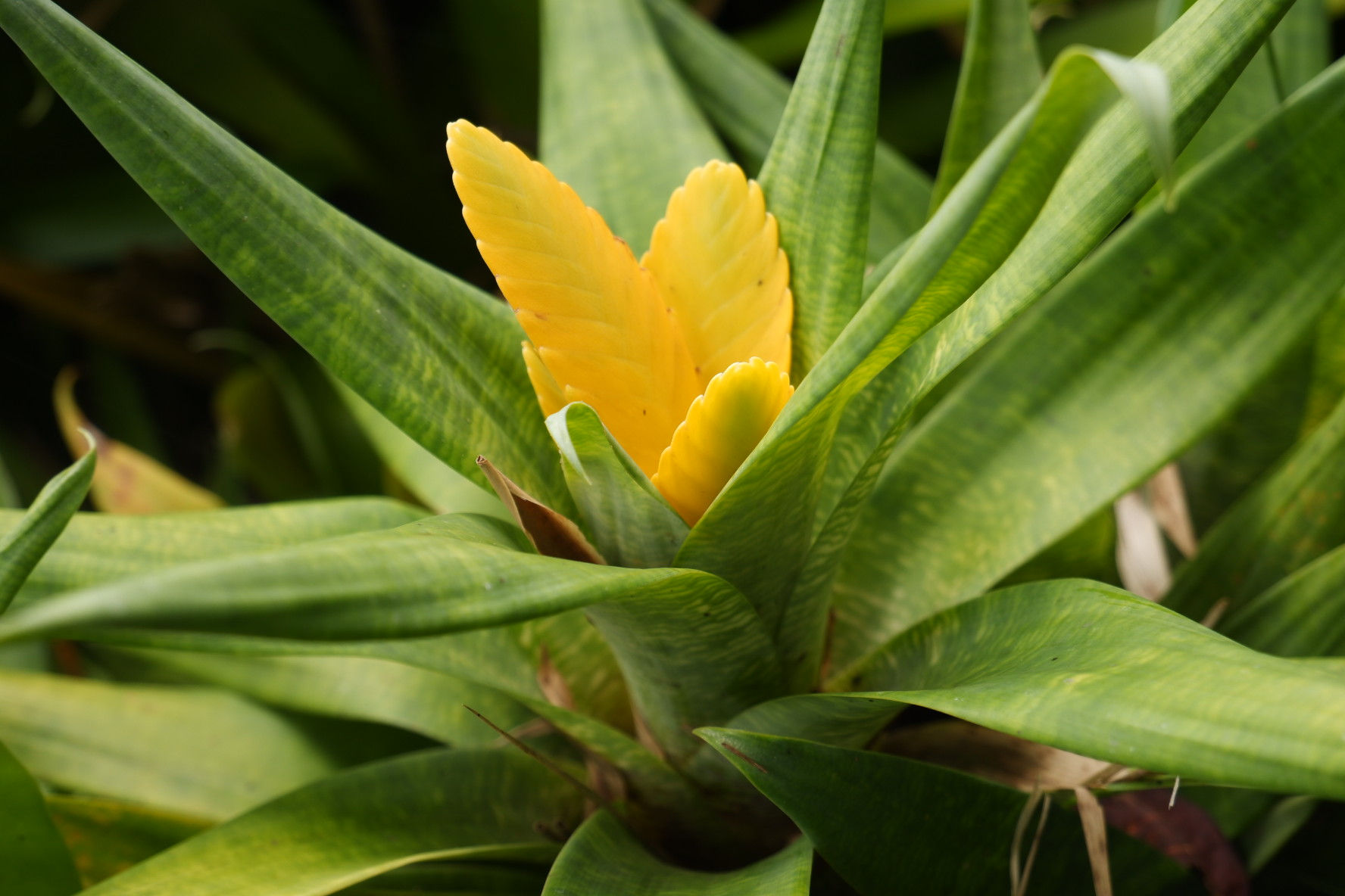 Bromelia flor amarilla - Vriesea ospinae