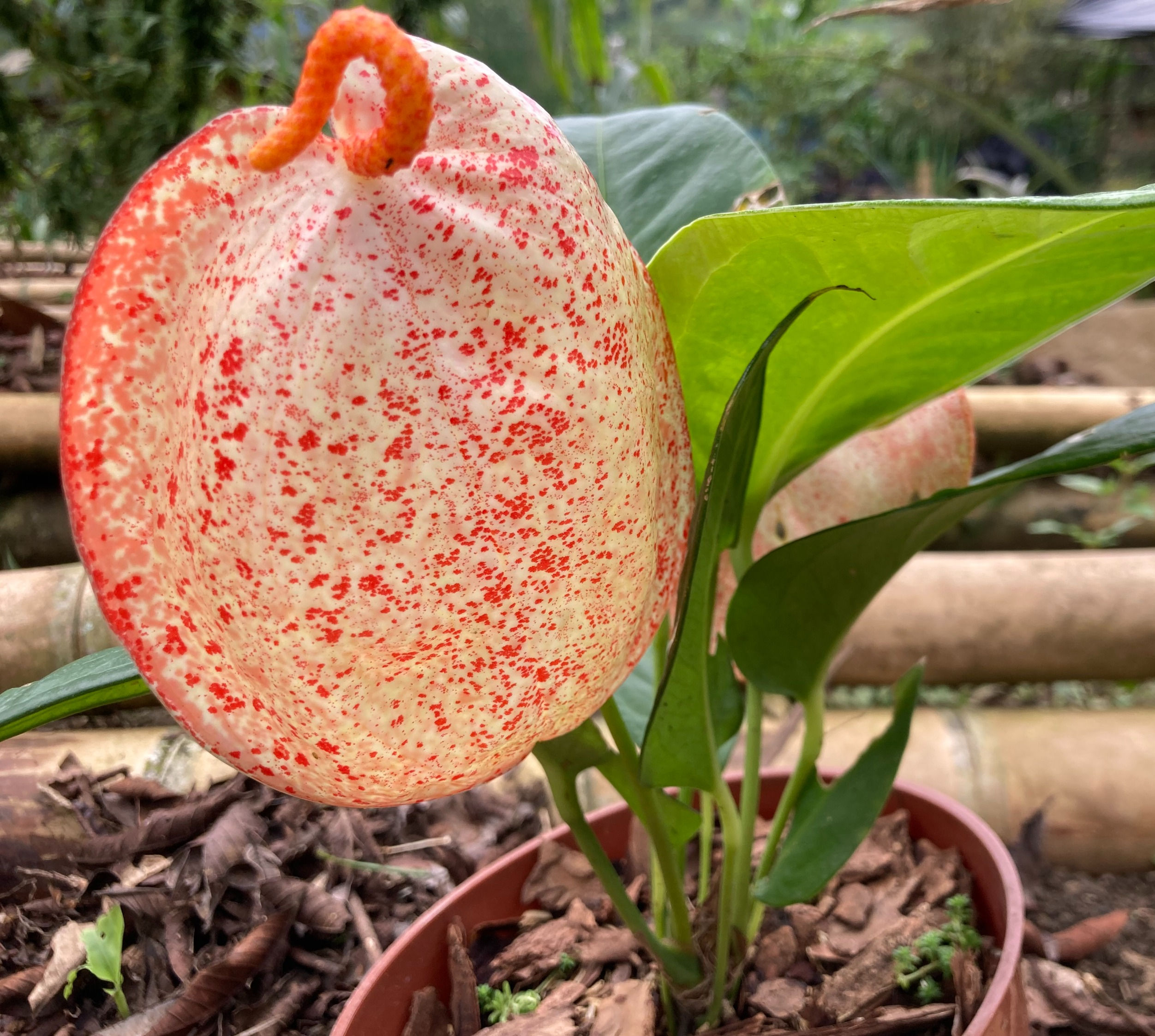 Anturio cola de marrano variegado - Anthurium scherzerianum