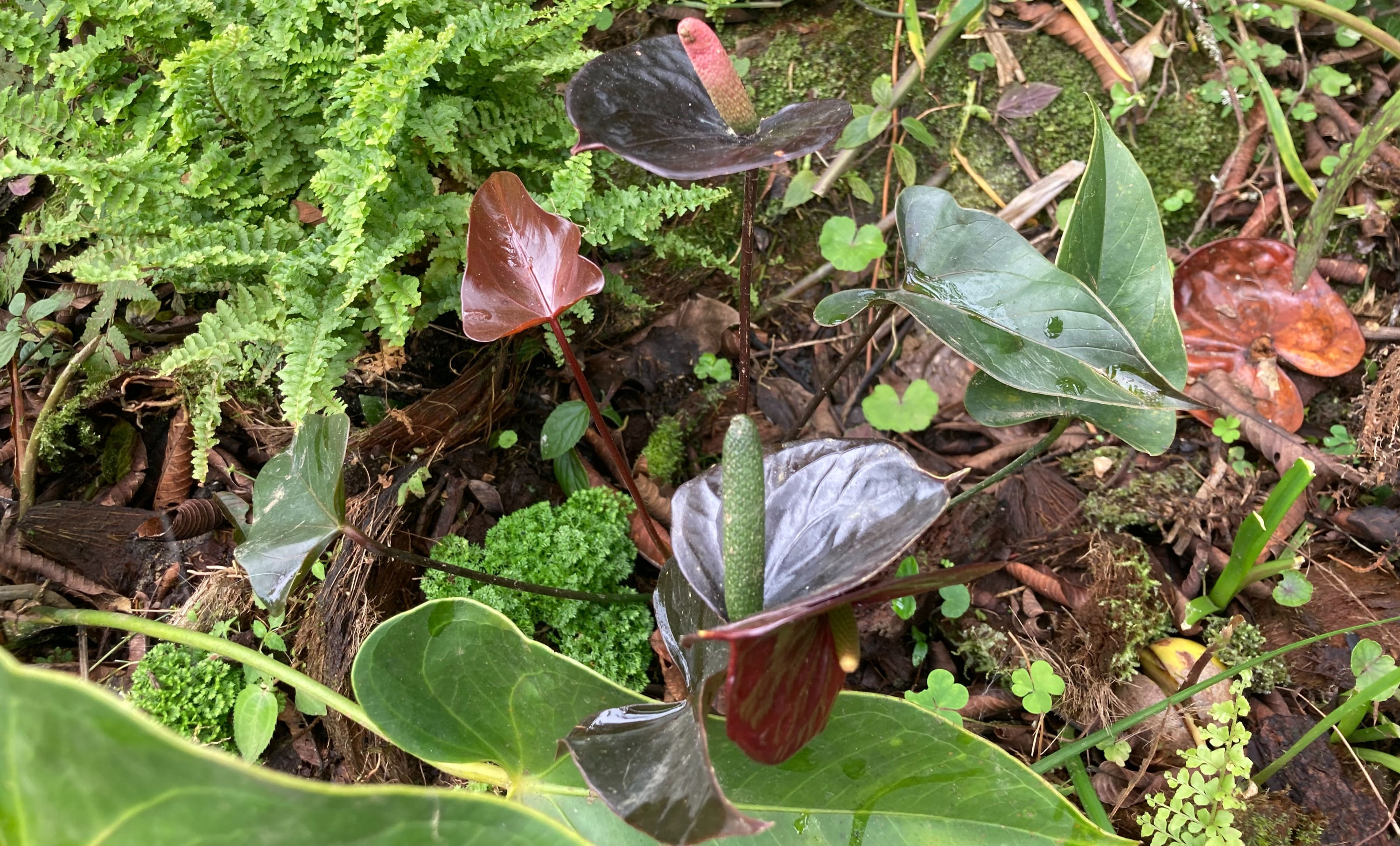 Anturio común negro - Anthurium andreanum