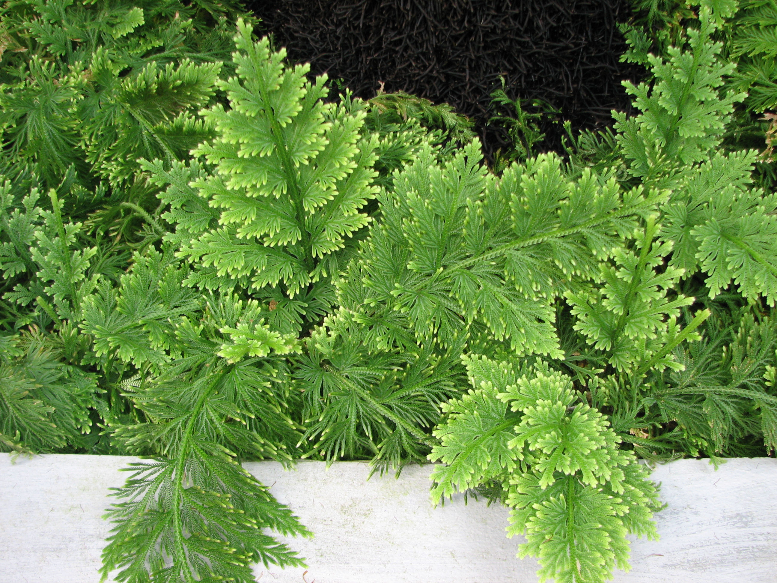 Selaginella - Selaginella pebescens.