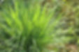Limoncillo - Cymbopogon citratus