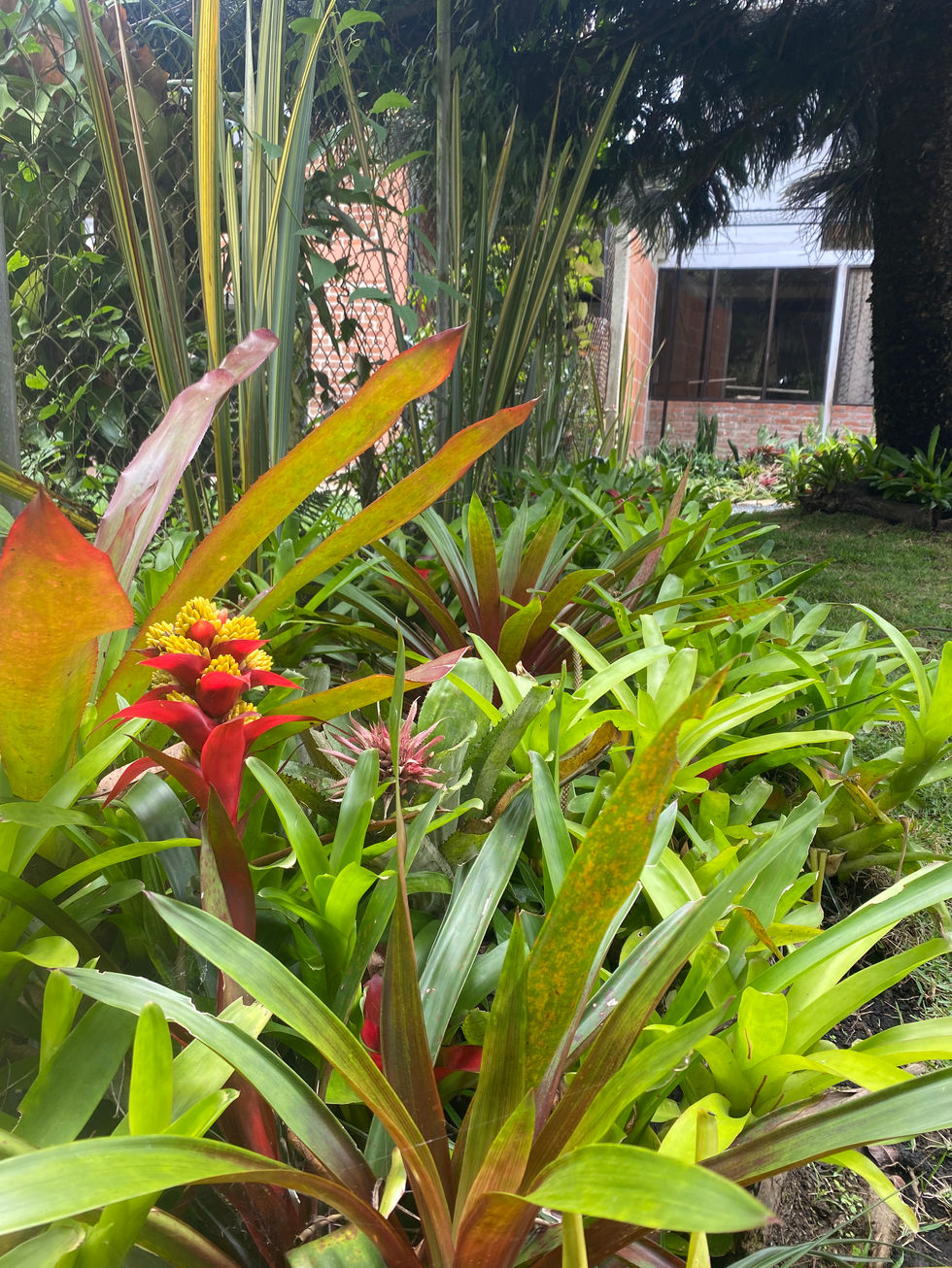 Flor de bromelia con sus jardines y casa al fondo