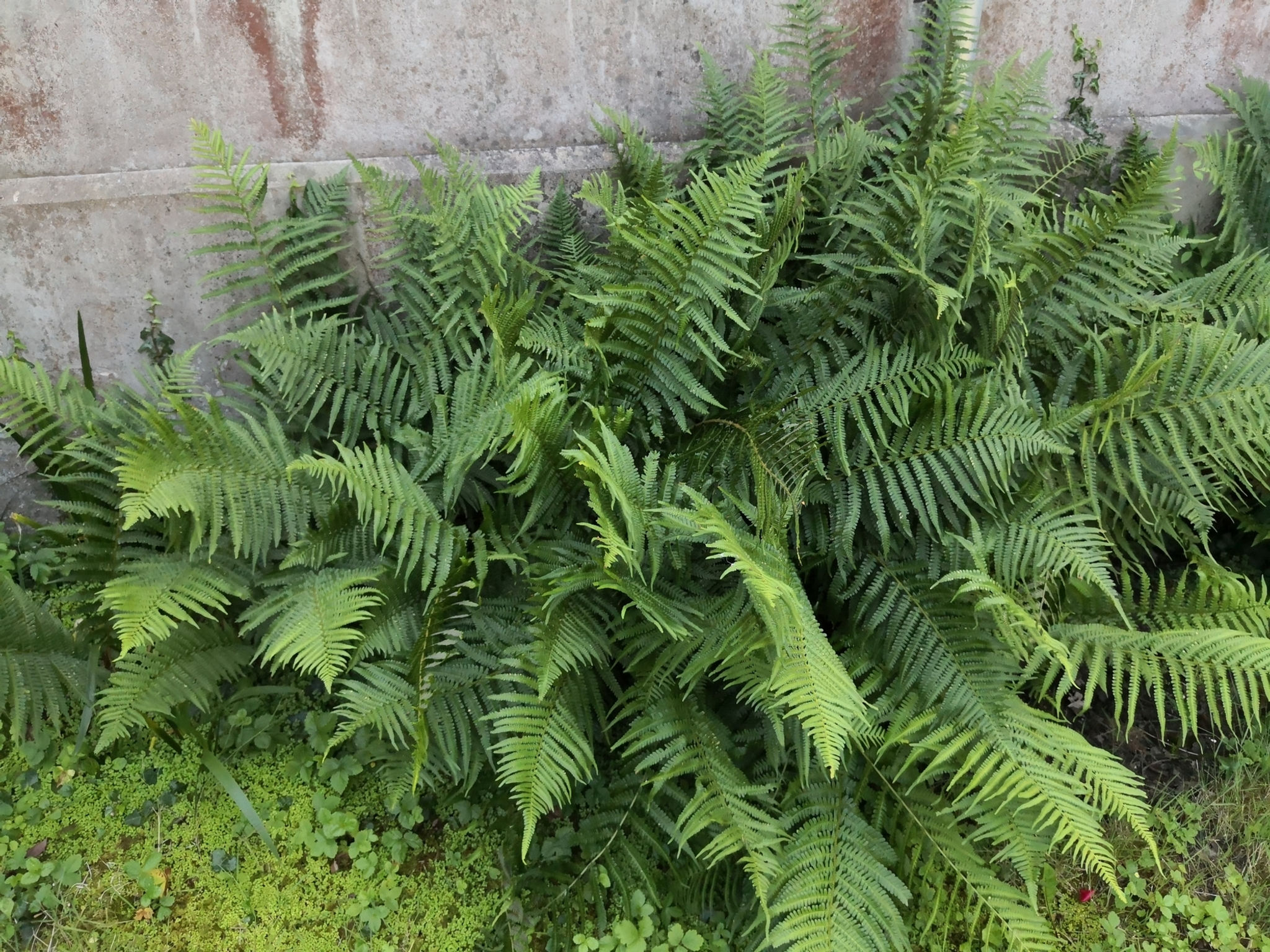 Helecho macho - Dryopteris filix-mas