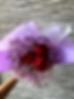 Purple Paradise