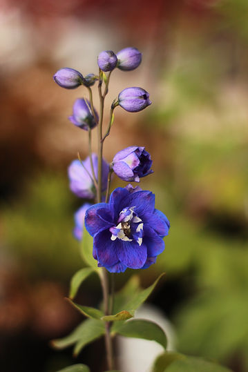 Delphinium Courtyard 26.JPG