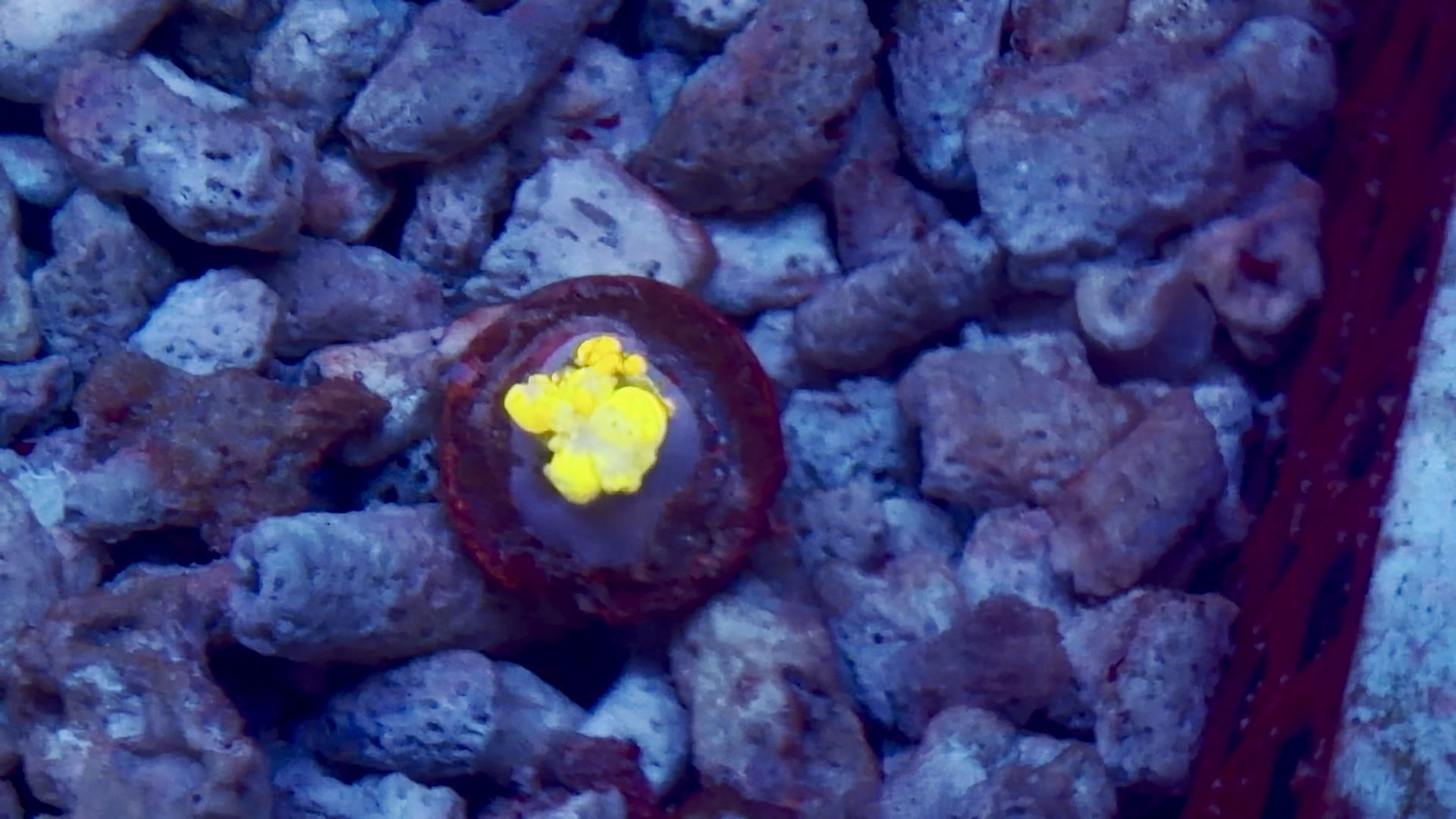 WWC OG Bounce Mushroom WYSIWYG