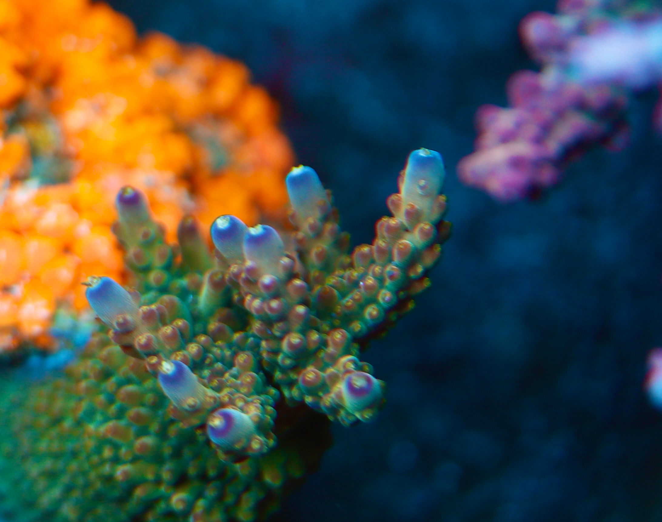 Twisted Sister  (Cut to order 3/4” frags)