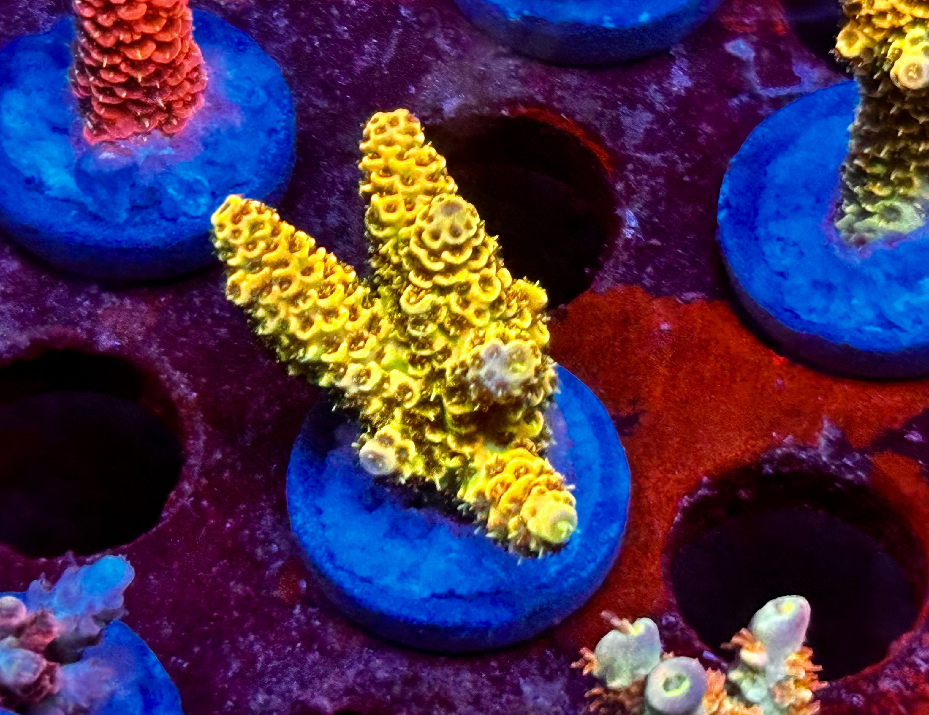 Rainbow Milli 10 multi branch 