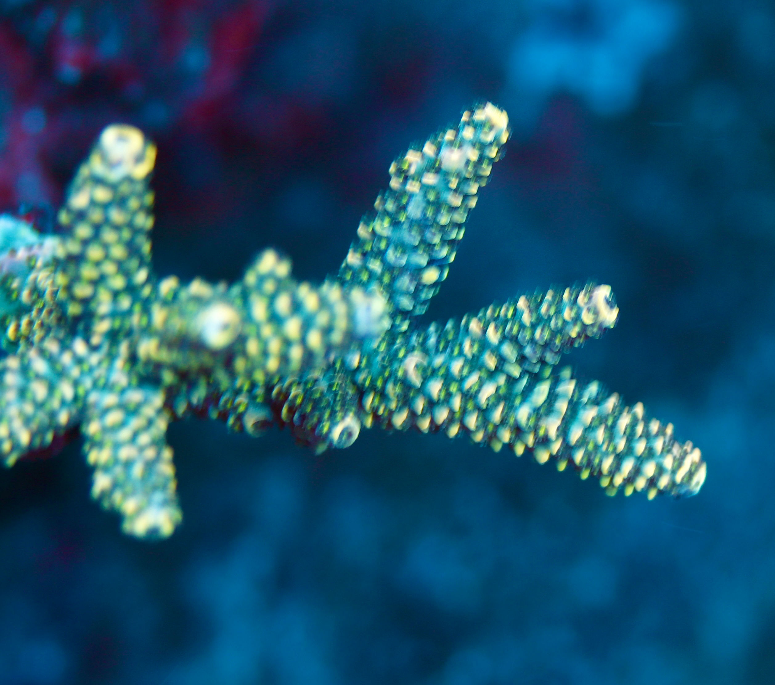 Pineapple  (Cut to order 3/4” frags)