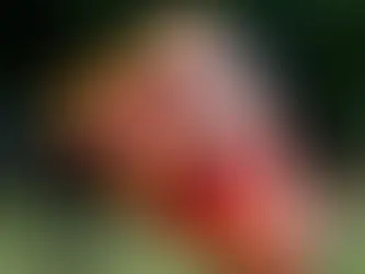 Em imagens: Celebrações por toda a Índia enquanto devotos marcam o festival de Dussehra