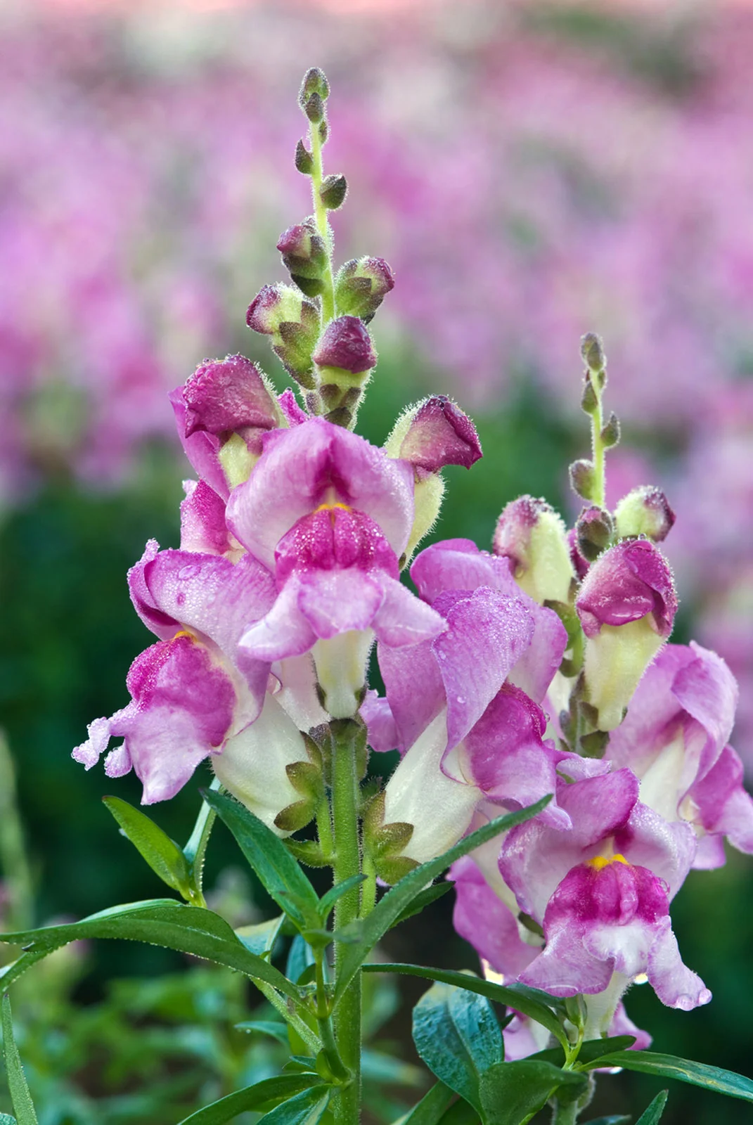 snapdragon-1.webp