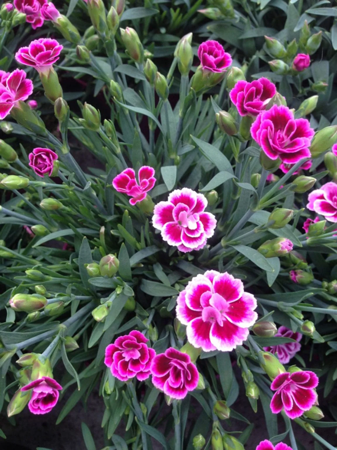 dianthus-1-1152x1536.webp