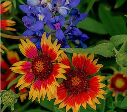 Bluebonnet and Wildflower 2.jpg