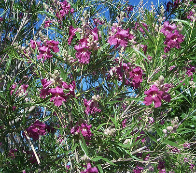 Desert Willow