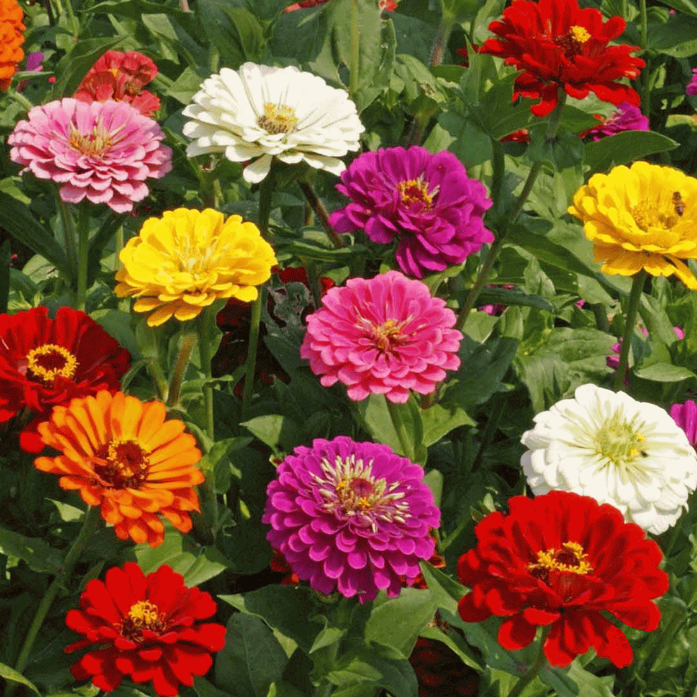 Zinnia-California-Giants-Mix-Wildflower-Seeds-01.gif