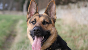 Are German Shepherds Good Family Dogs?