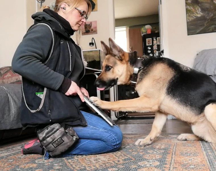 German Shepherd Dog scratching the scratch board to file his nails without the need to use clippers.