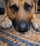 German Shepherd Indicating on a coin