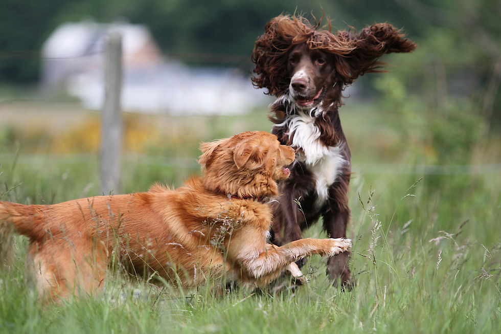 Yes, I want another dog. No, I'm not getting one.