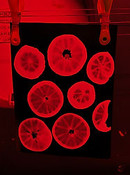 Darkroom - photograms - Level 1.jpg
