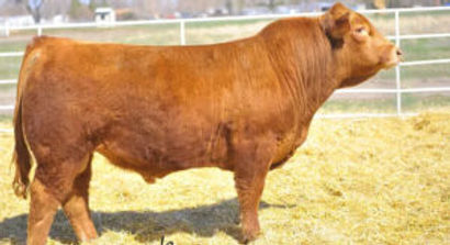 pg-red-charolais-2-300x163.jpg