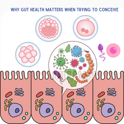 Why Gut Health Matters When Trying to Conceive