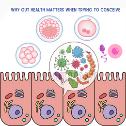 Why Gut Health Matters When Trying to Conceive