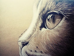 Cat's Eye