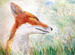 Red Fox no.2