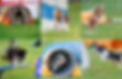 mosaïque-chien-agility.jpg