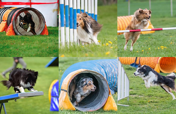 mosaïque-chien-agility.jpg