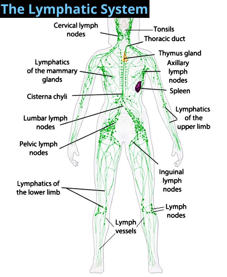 Lymphatic Chart