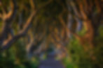 Dark Hedges - Nordirland