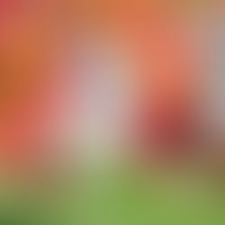 Jagiellonia vs Zaglebie