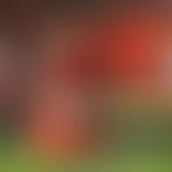 Vitoria Setubal vs Benfica Lisabona