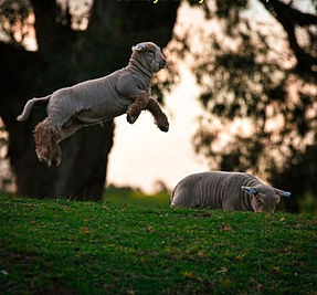 Babydoll Southdown Sheep lambs jumping.jpeg