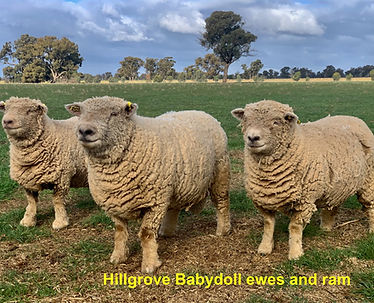 Babydoll sheep ram ewe miniature sheep.jpeg