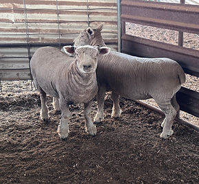 ewes two.jpeg