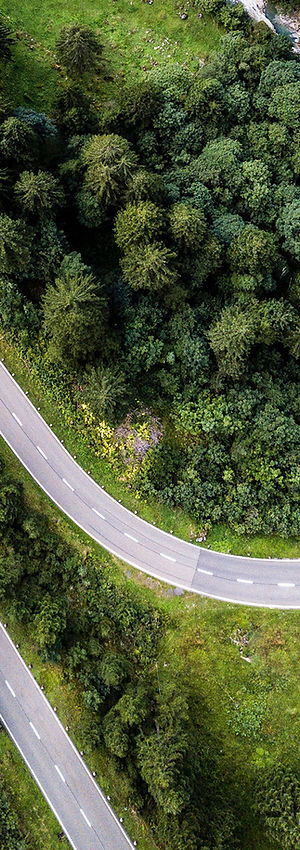 Camino sinuoso del bosque
