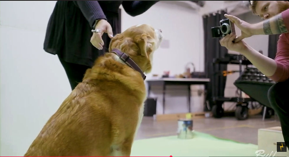 Simple Dog Portraits make