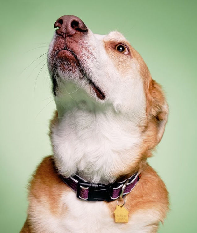 Simple Dog Portraits