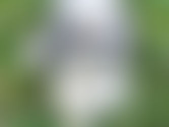 Shih Tzu sitting in grass