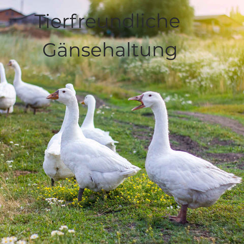 Unsere besten Gänsedaunen kommen aus Norddeutschland