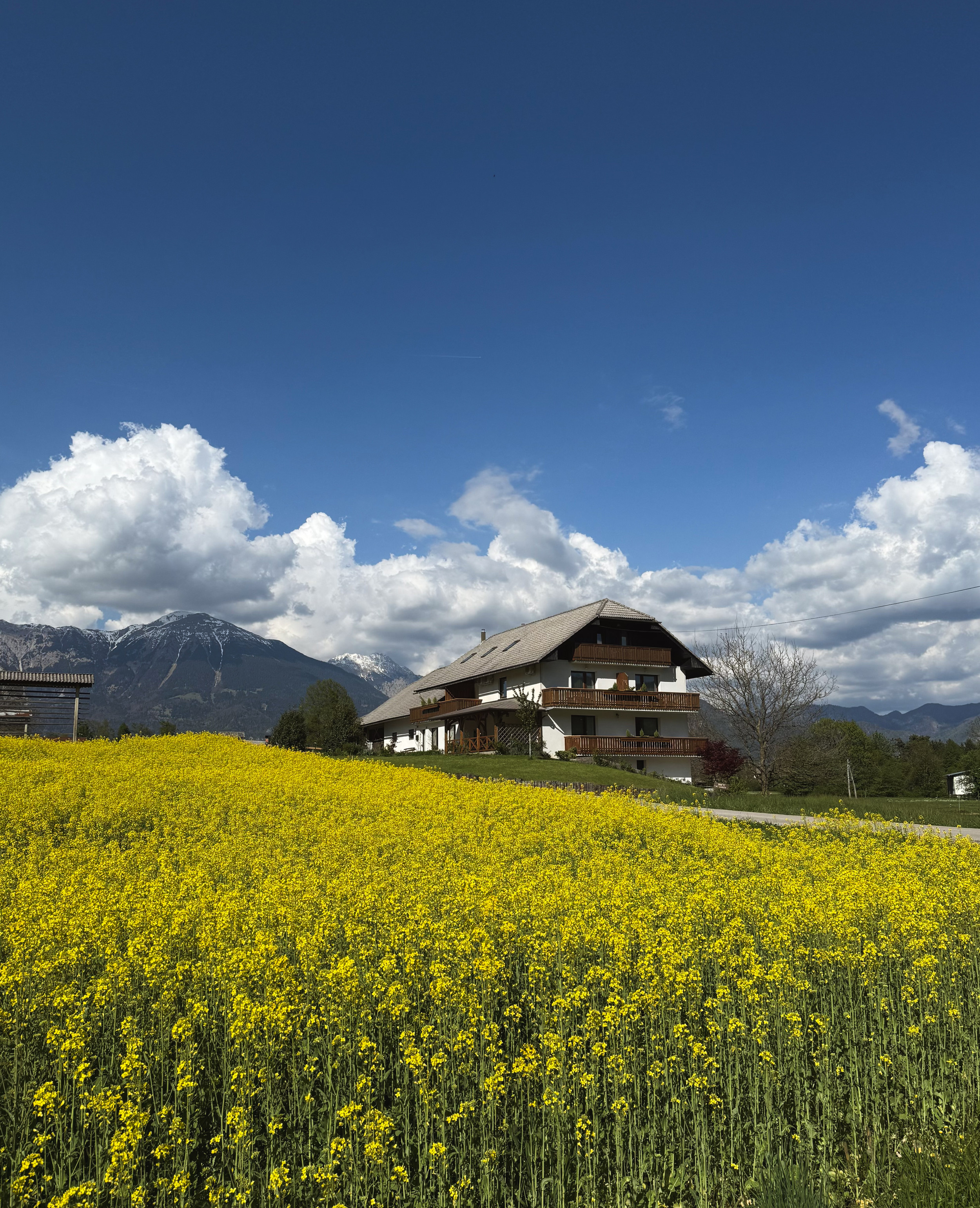Kocijančič, Bled