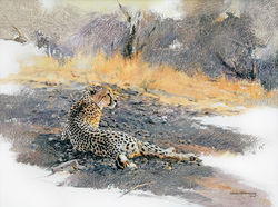Cheetah, Dawn Rising - GH013